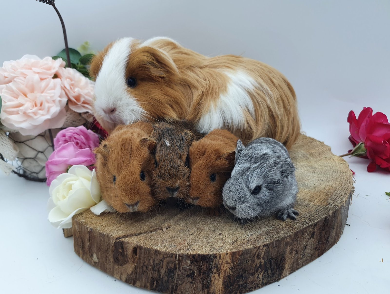 Adoption responsable