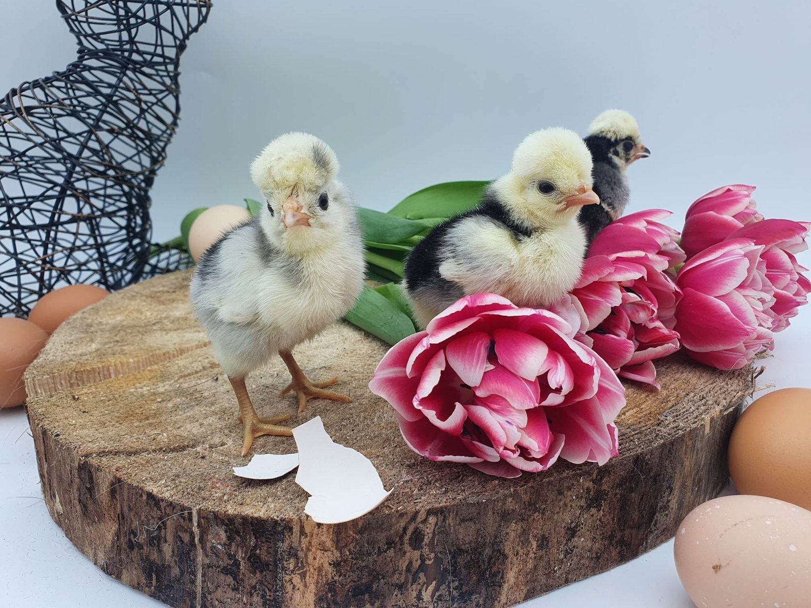 Volailles d'ornement