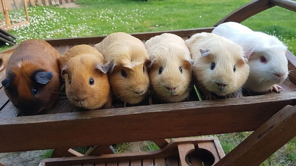 Alimentation des animaux