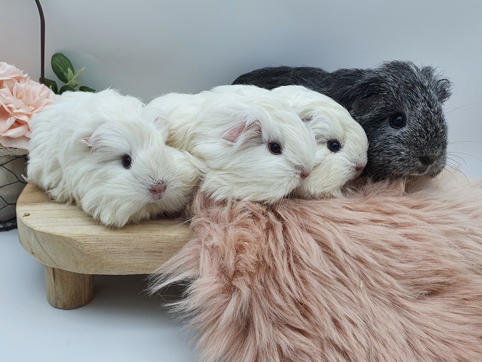 Cochon d'Inde Péruvien