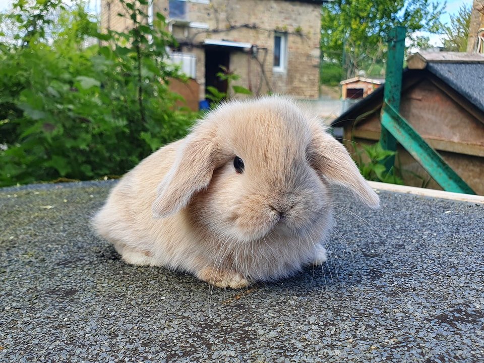 Habitat des lapins