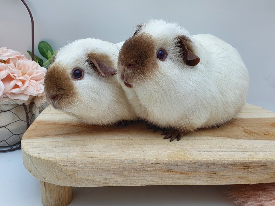 Cochon d'Inde Américain