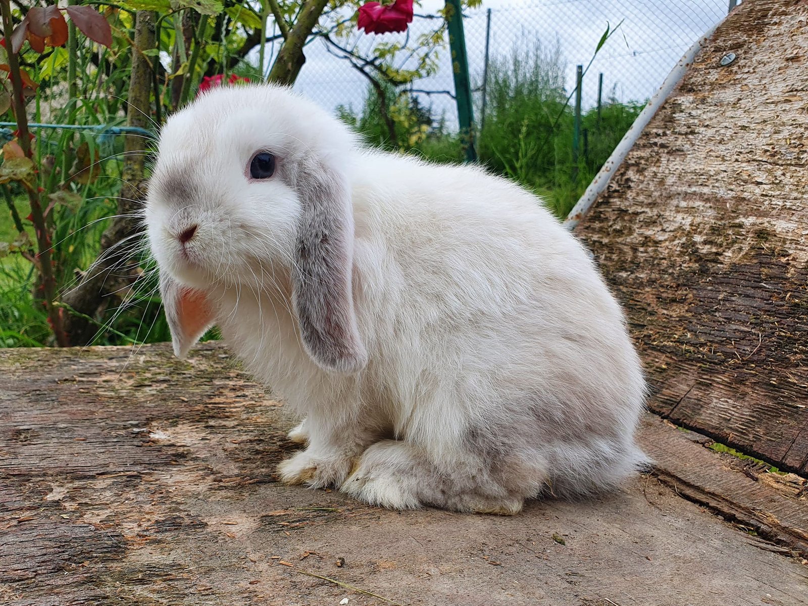 Alimentation des lapins