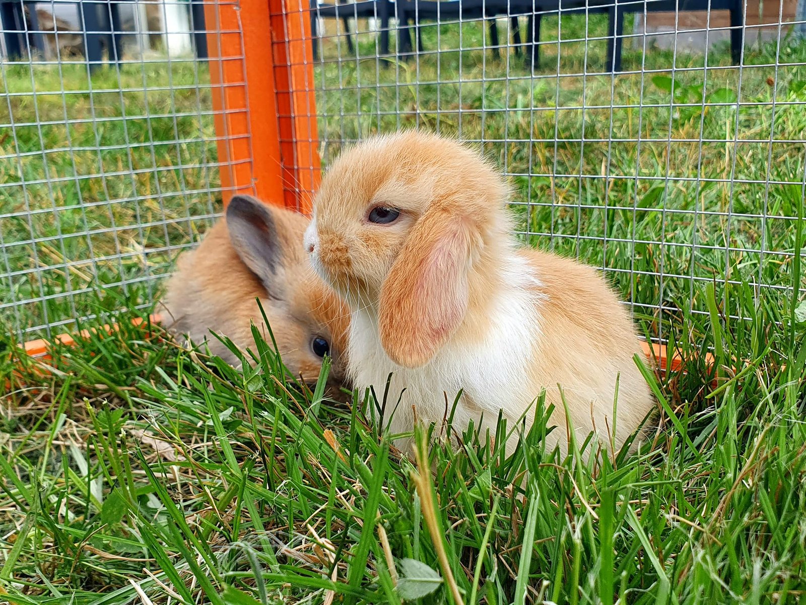 Aménagement d'un habitat pour lapin